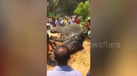 Elephant fell in ditch & collapsed in southern India.