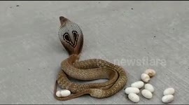 Pregnant cobra lays eggs on busy road in southern India
