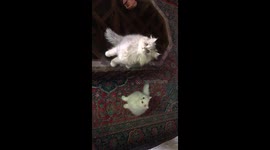 Cute cats playing