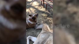Rescue dog is best buddies with an orphaned baby horse