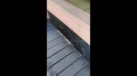 Student feeds bread to monitor lizards