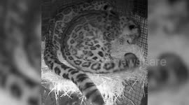 Two loved-up snow leopards curl up around each other in affectionate display