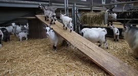 Adorable adventurous baby pygmy goats who love nothing more than playing on the slide in their adventure playground