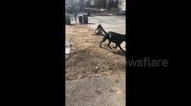 After a long winter this three-year-old was shocked to hear the birds singing