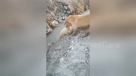 Mother golden retriever helps puppy get out of ditch