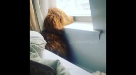 Dog takes neighbourhood watch duties extremely seriously
