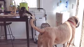 Cute kitty tries and fails to catch dog's wagging tale