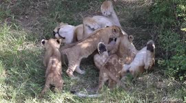 Lion Cubs at Play.