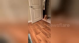 Newsflare Edit - Kitten tries to play with Golden Retriver but is just out of reach