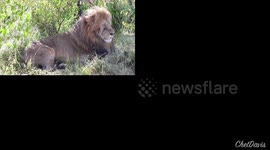 Lions in Kenya