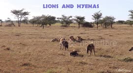 Lions vs. Hyenas