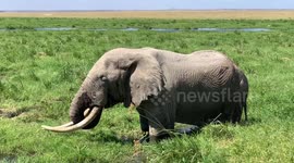 Elephant bull feeding