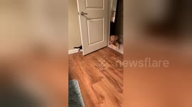 Kitten tries to play with golden retriever but can't quite reach her