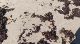 South Florida beach littered with plastic.