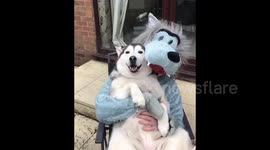 Newsflare Edit - Husky cuddles wolf love haha man dressed in wolf costume to be dog