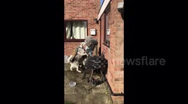 Newsflare Edit - Finally I know what it's like to be a dog for the day haha!!