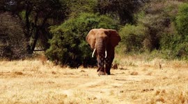 African Elephant Walking