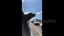 ‘Awoooo!’ This dog is training to be an ambulance siren