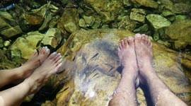 Fish paddicure In natural way