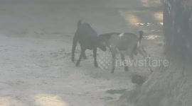 two funny goat are fighting with each other