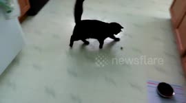 Soccer cat shows her skills