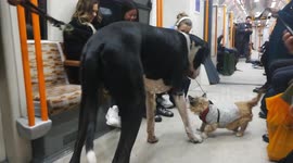 Little doggy meets a huge Great Dane in the Overground train in London7