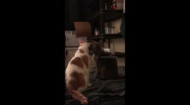 Cats furiously make love