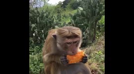 Monkey noms on mango slice in Sri Lanka jungle