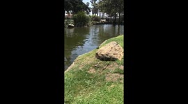 Schnauzer makes turtle jump in water