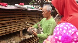 THE RABBIT TRADITIONAL FARMER