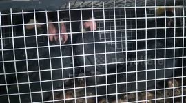 Indonesian authorities foil plot to export endangered animals