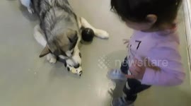 Alaskan Malamute Sojou Good Girl Taking Care of Baby