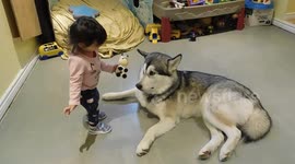 Alaskan Malamute Sojou and cute baby playing Nicely