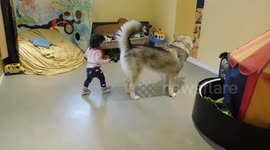 Cute Baby and Alaskan MalamuteSojou Learning to Play Together