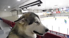 Alaskan Malamute Sojou  Loves watching  Hockey Game while Chewing Bone