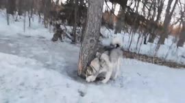 Alaskan Malamute Sojou Evening Walk