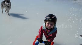 Alaskan Malamute Sojou playing on the frozen lake with the children