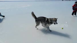 Alaskan Malamute Sojou Skating on Lac St Louis
