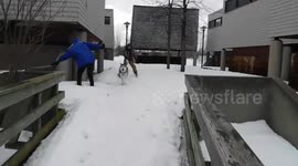 Alaskan Malamute Sojou Pulls man on Skis