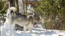 Alaskan Malamute Sojou Buries her Bone in the Snow
