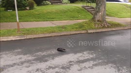Crows in Nova Scotia 'hold funeral' for fallen bird friend