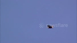 Wild Bald Eagles Fly, Dive, and Perch