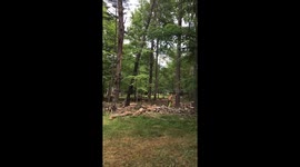 Man vs Tree WoW