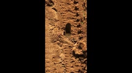 Dung beetle rolling a poop in Yala safari park inSri Lanka