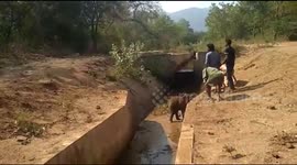 Forest officials rescue terrified elephant calf from irrigation canal