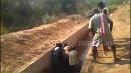 Dramatic rescue of elephant calf who fell in irrigation canal in southern India.