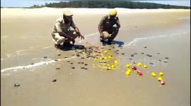 Reproductive seasons of Turtle in southern India.