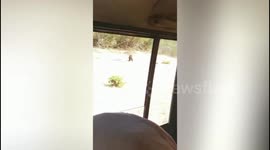 Rescued sloth bear steps out of cage for freedom