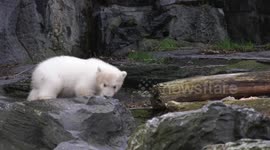 Heartwarming moment polar bear cub takes her very first steps into the outside world