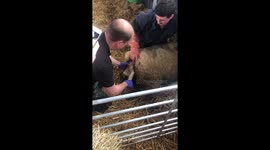 Sheep giving birth